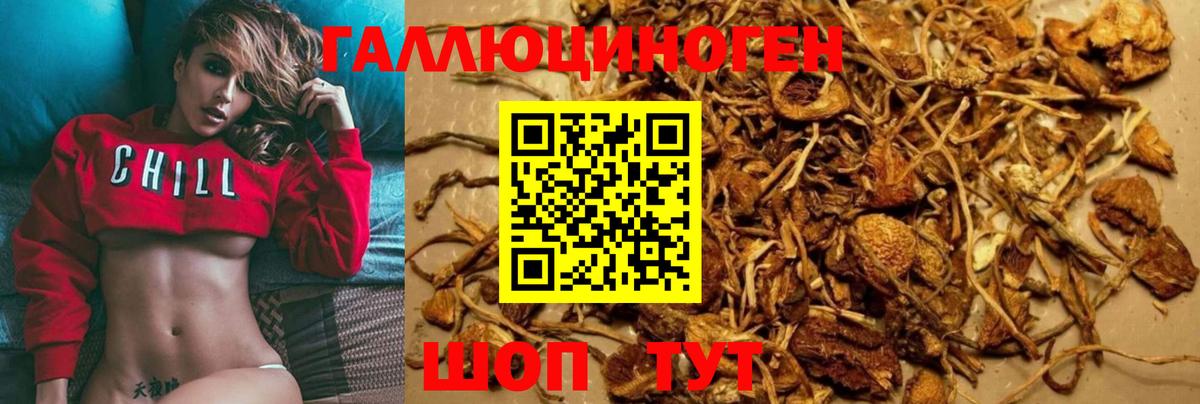 Галлюциногенные грибы Psilocybe Домодедово